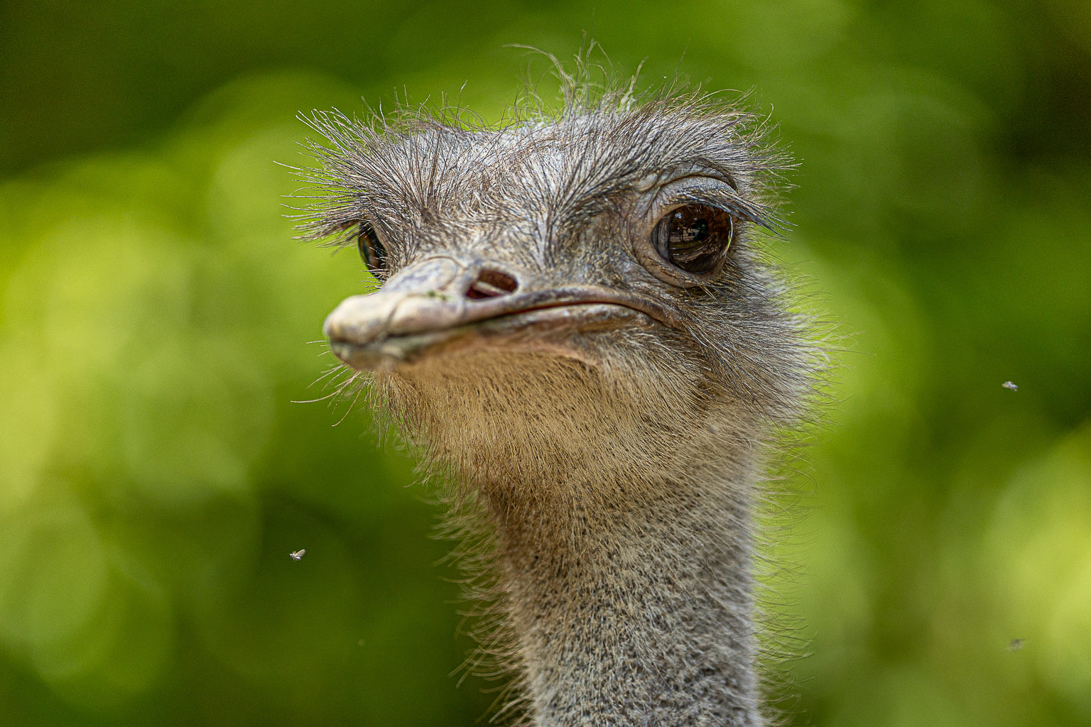Close-up of an ostrich face with large dark eyes and soft fine feathers against a blurred green background.