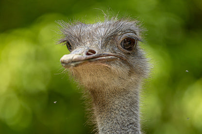 Close-up of an ostrich face with large dark eyes and soft fine feathers against a blurred green background.