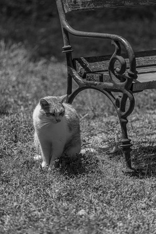 Black-and-white photo of a cat sitting in grass beside an ornate metal park bench.