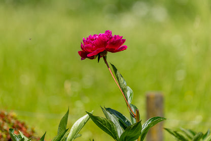 Single peony flower (magenta/red) on a tall stem against a soft green blurred background.