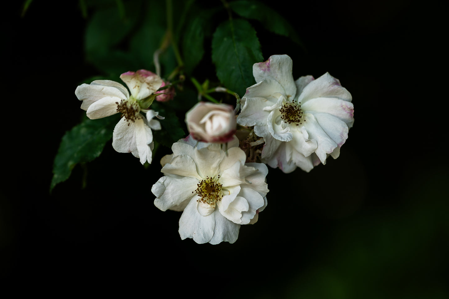 White blossoms/roses with delicate petals against a dark, moody background with soft dramatic lighting.