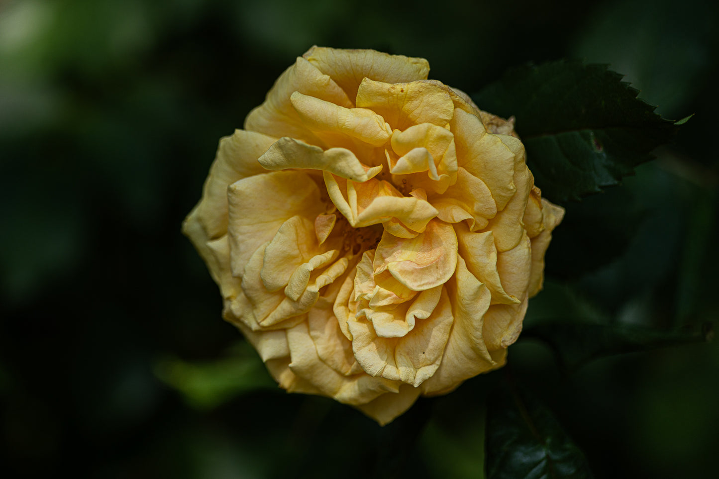 Close-up of a yellow rose flower with soft petals against a dark, blurred garden background
