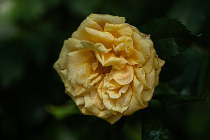 Close-up of a yellow rose flower with soft petals against a dark, blurred garden background
