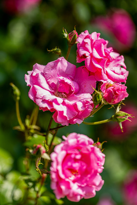Sunlit cluster of vivid pink roses with buds against a soft green blurred background.