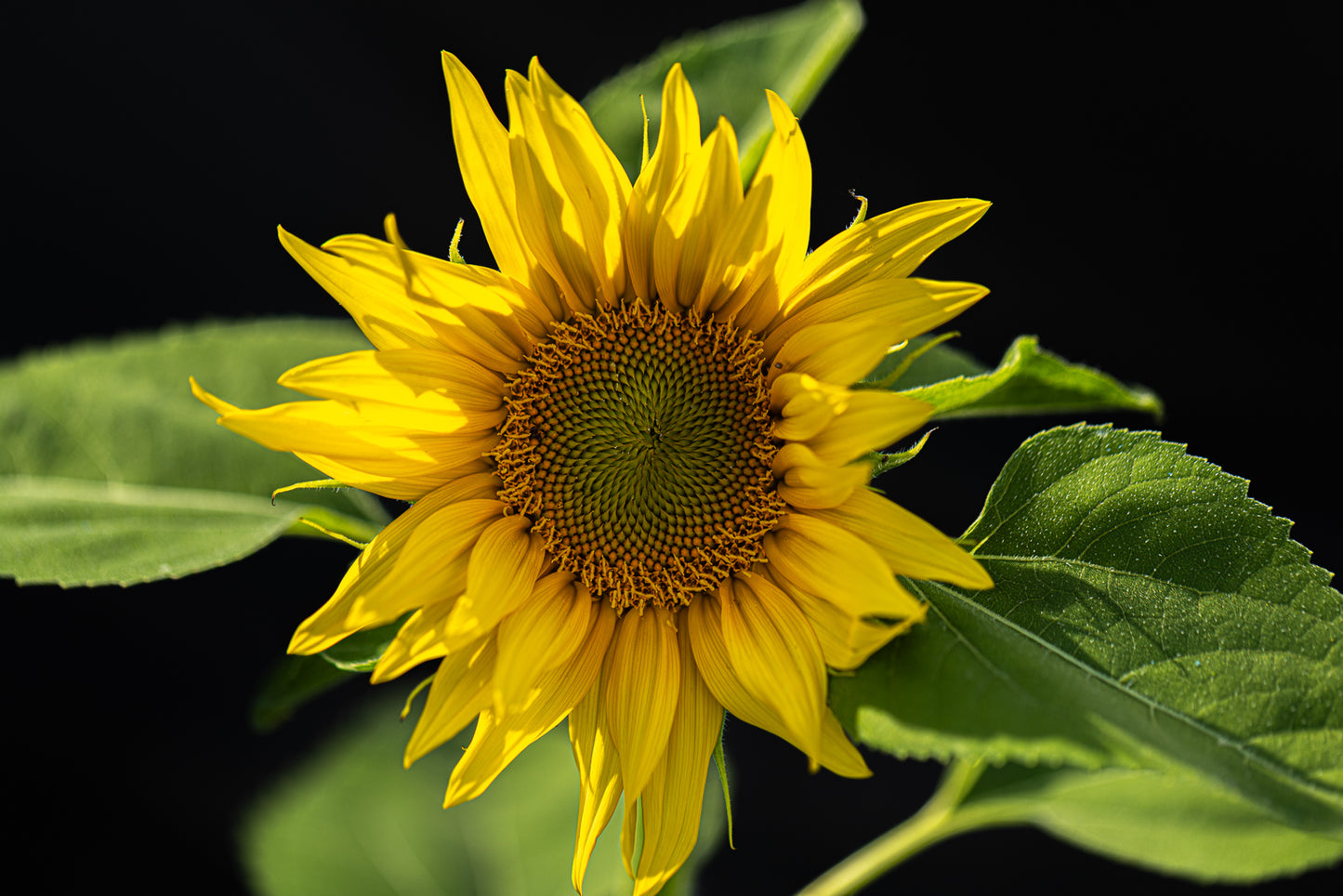 Close-up sunflower with bright yellow petals and green leaves against a dark background