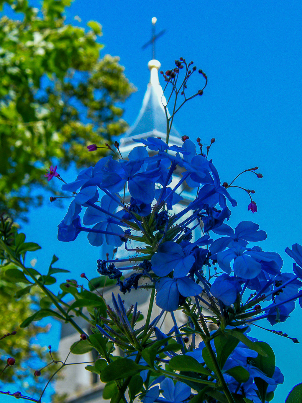 Blue flowers with Église Saint Pancrace d’Yvoire church steeple in the background.