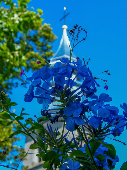Blue flowers with Église Saint Pancrace d’Yvoire church steeple in the background.