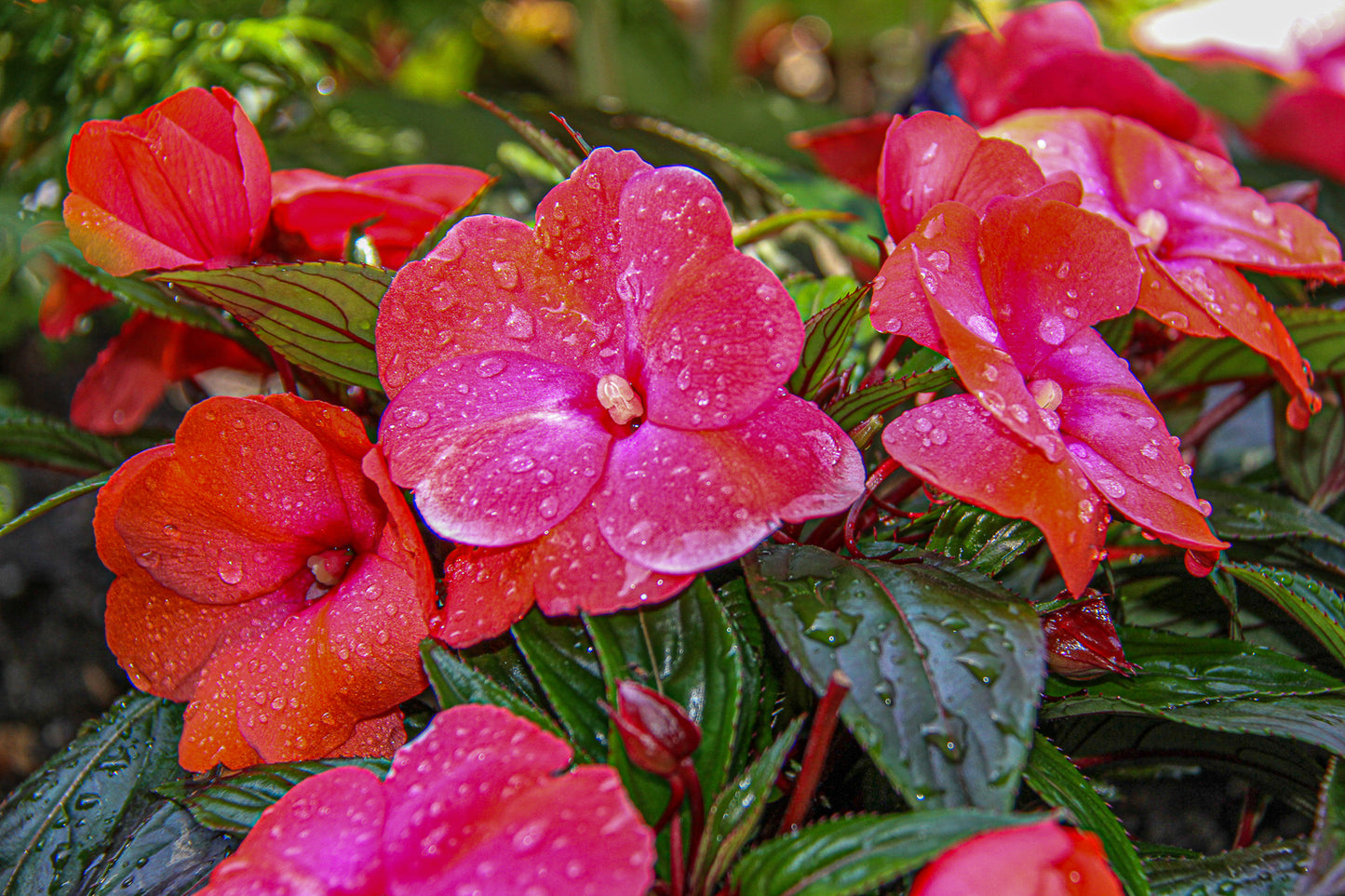 Pink and red flowers with water droplets in close-up.