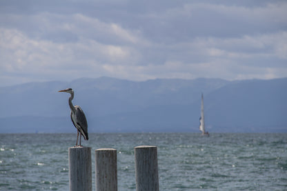 Bird perched on posts by a lake with mountains behind.