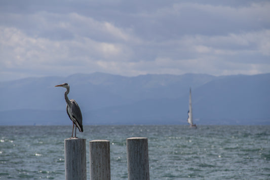 Bird perched on posts by a lake with mountains behind.