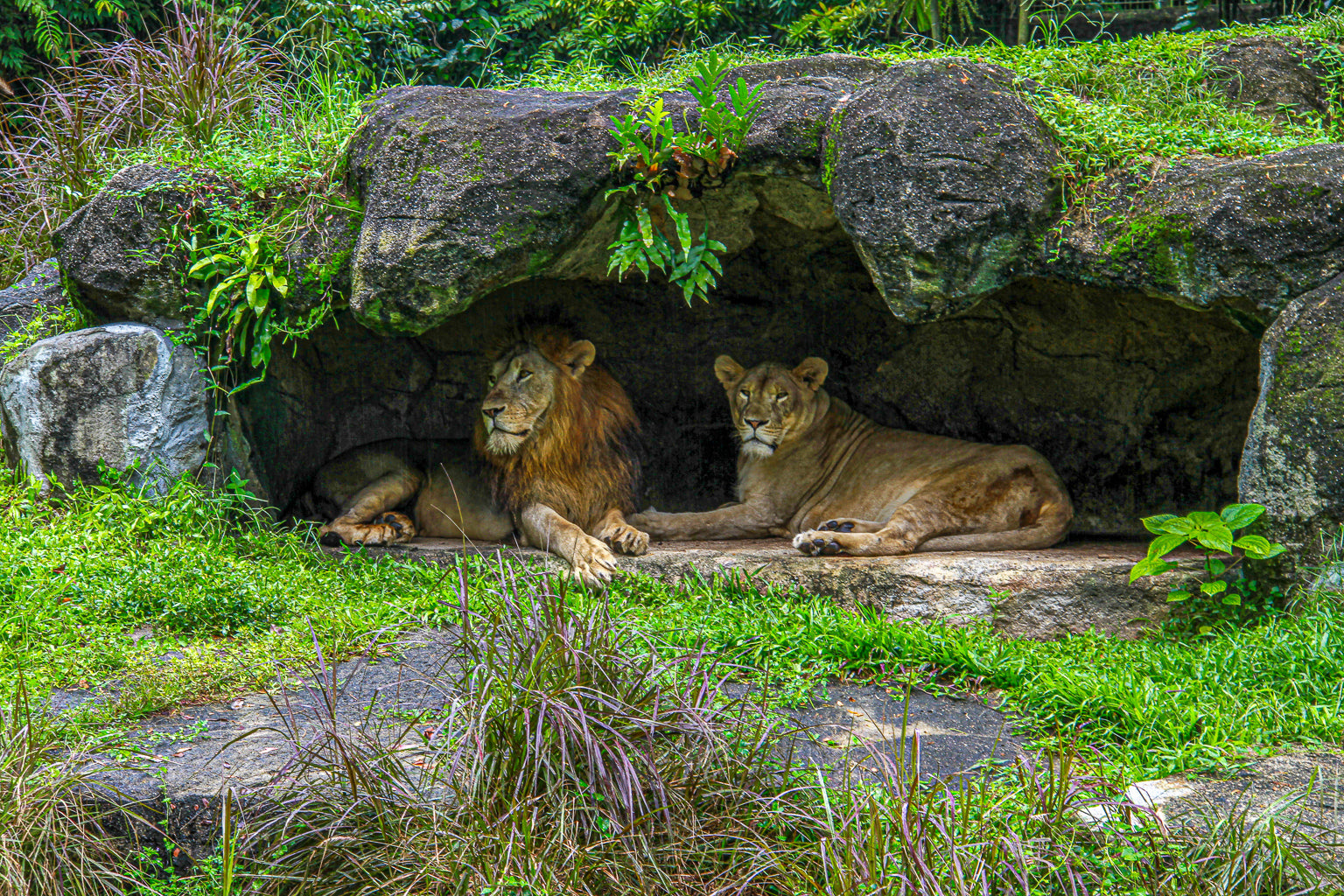 A lion and lioness resting under a rocky shelter surrounded by greenery.