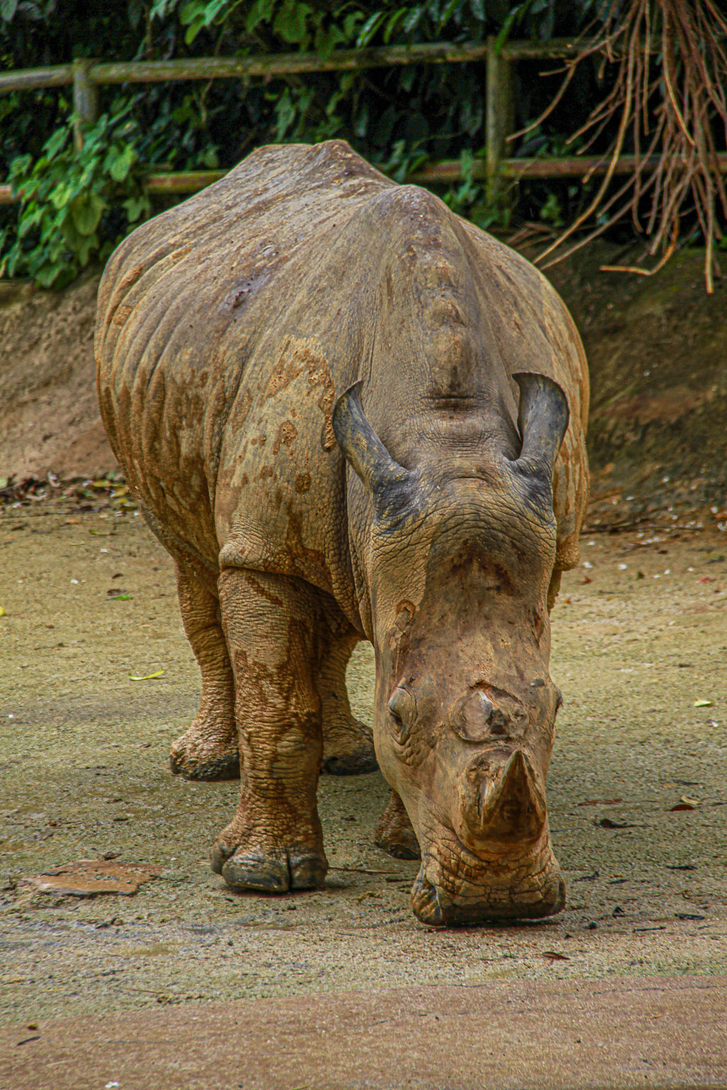 Rhinoceros walking toward the camera with textured skin and horn detail.
