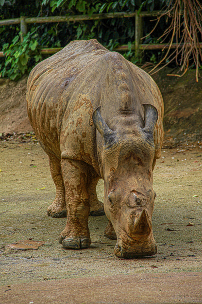 Rhinoceros walking toward the camera with textured skin and horn detail.