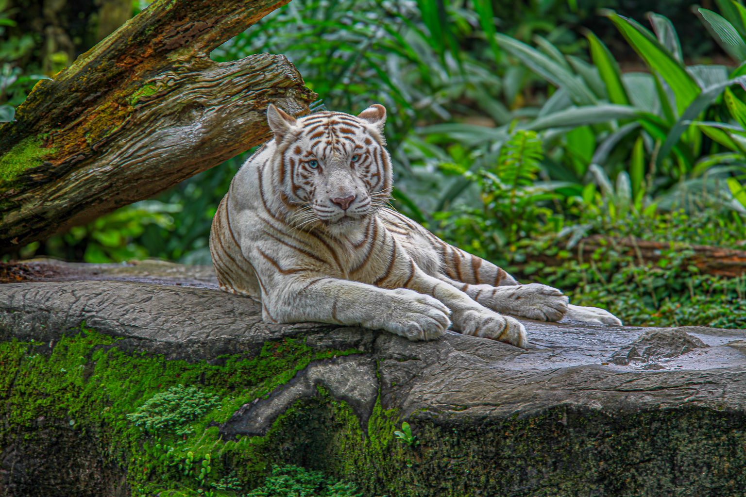 White tiger resting on a rock ledge with lush green foliage behind it.