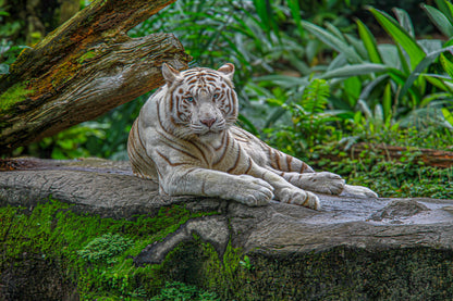 White tiger resting on a rock ledge with lush green foliage behind it.