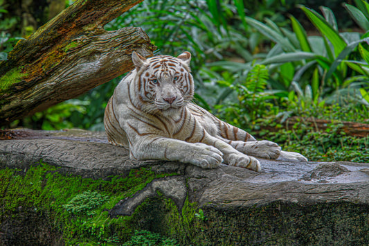 White tiger resting on a rock ledge with lush green foliage behind it.