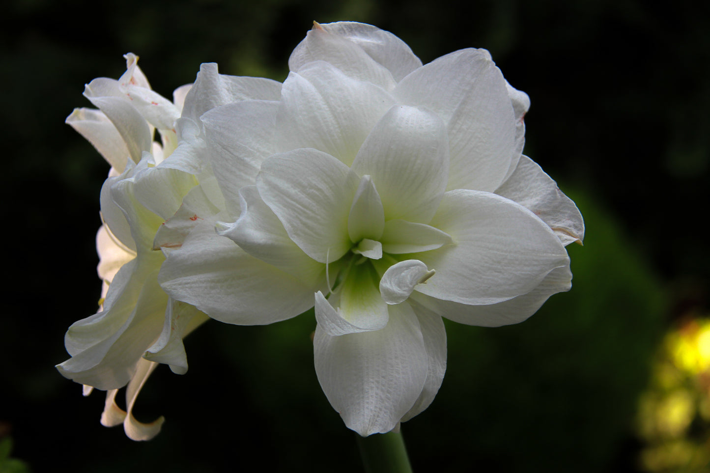 Close-up of a white flower with soft petals against a dark background.