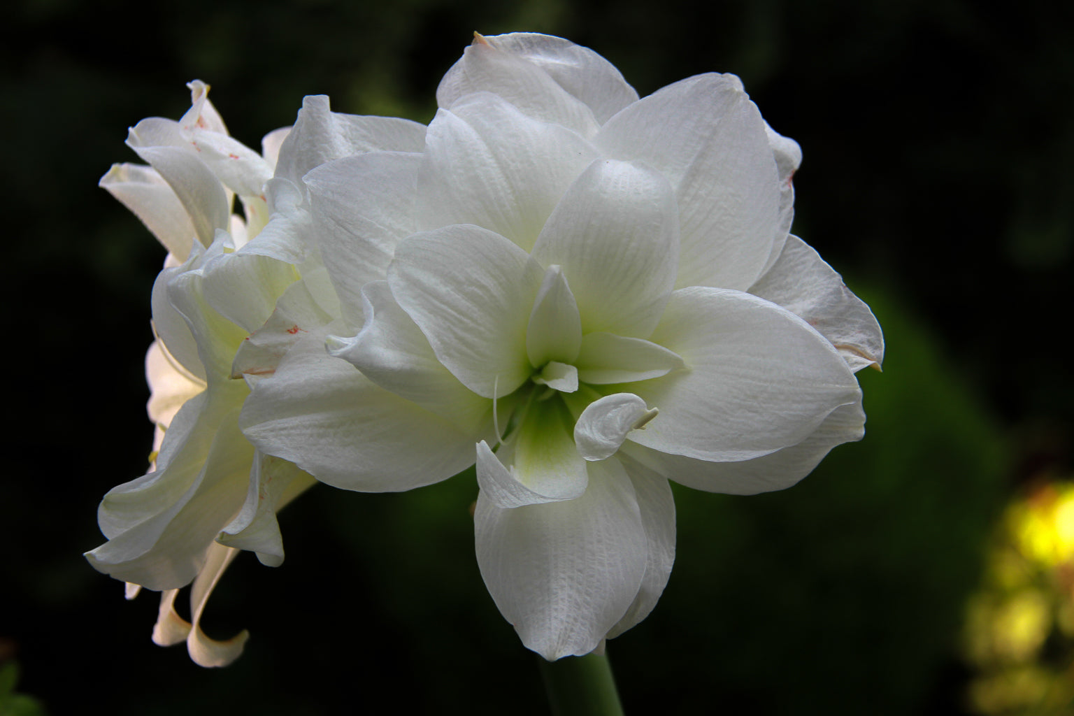 Close-up of a white flower with soft petals against a dark background.
