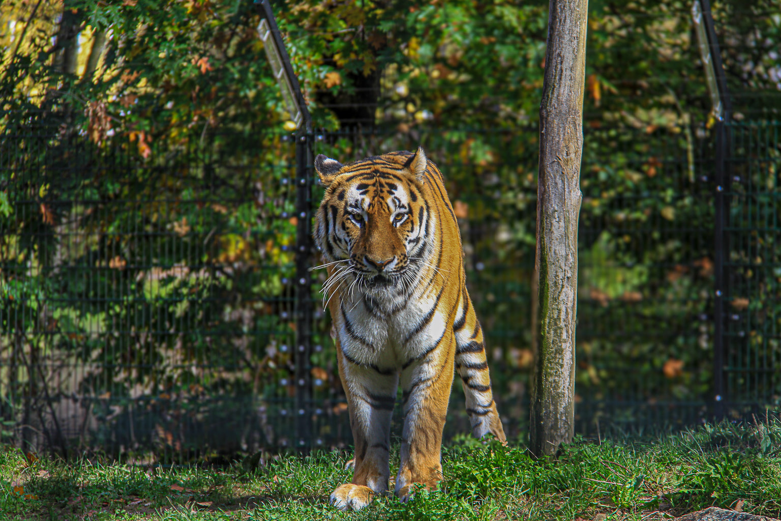 Tiger walking toward the camera through grass with autumn foliage in the background.