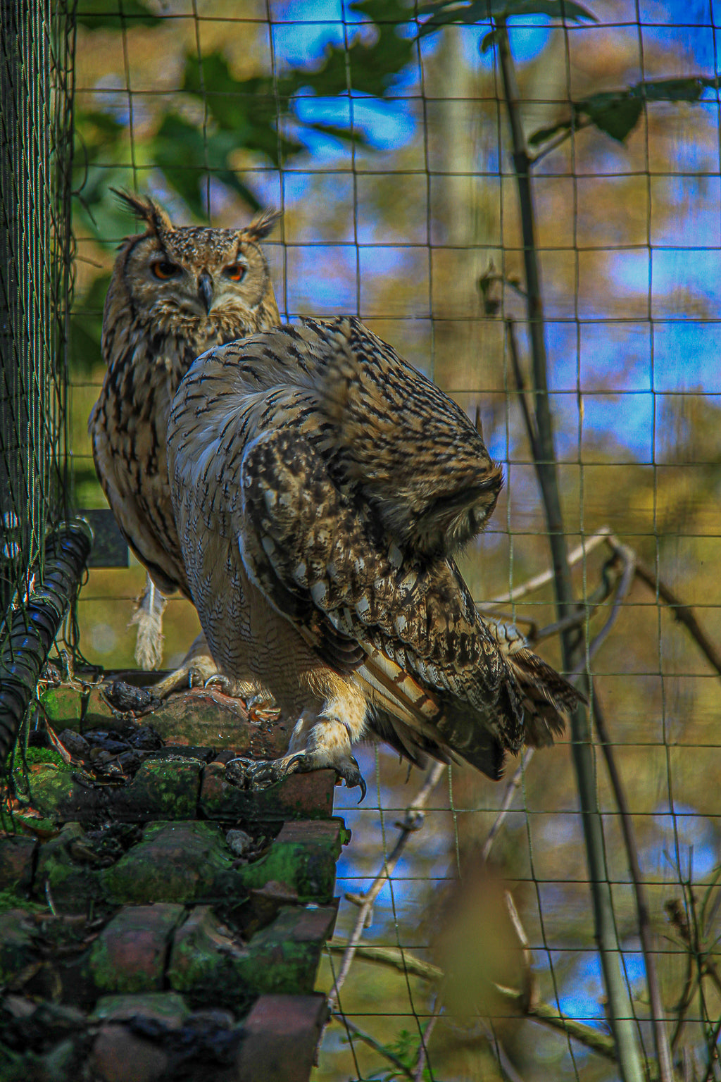 Close view of two owls perched on a brick ledge with soft background blur.