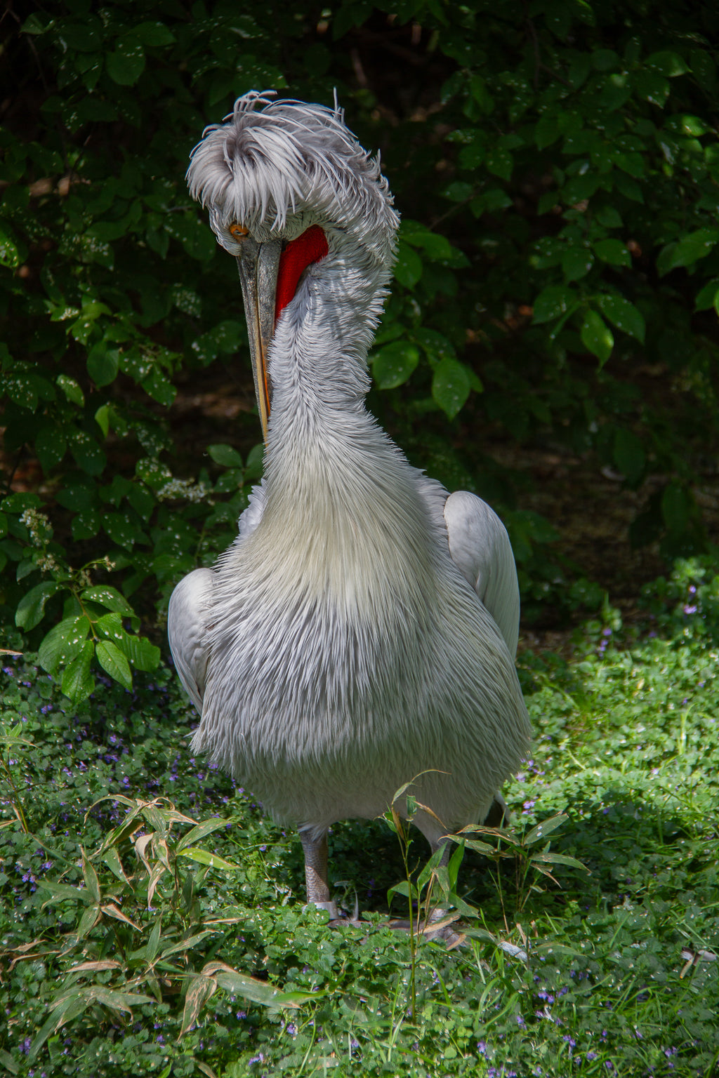 Close-up of a pelican with fluffy, tousled white head feathers and a red throat pouch/patch against dark leafy green foliage.
