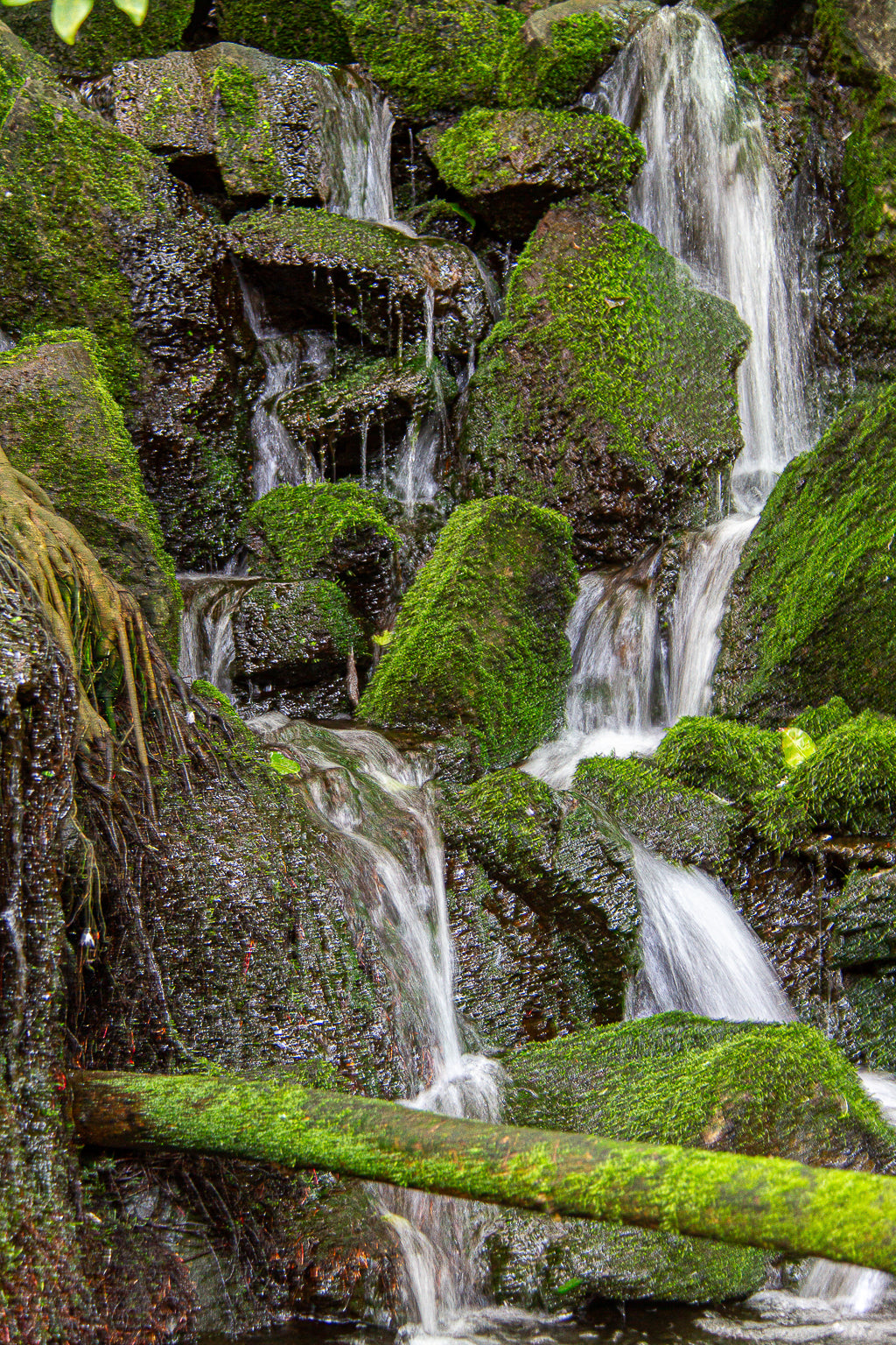 Water flowing in small cascades over dark, moss-covered rocks in a shaded forest setting.